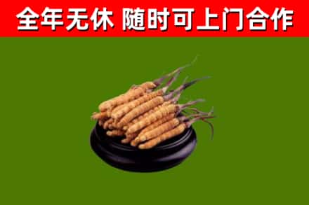 望谟县回收散虫草