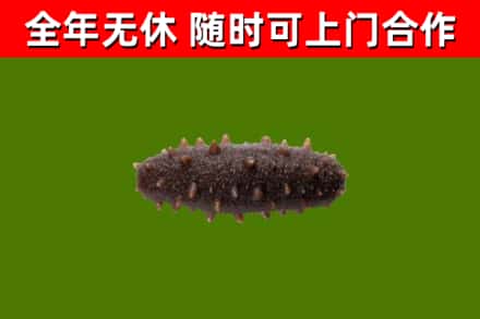 望谟县回收海参干